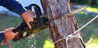 Best Tree Cabling and Bracing  in Danvle, IL